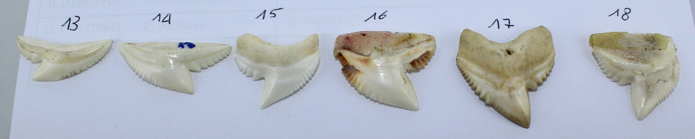 Pendentif Dent de Requin Tigre - Image 2 