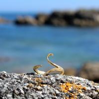 Bague Sirène Aglaophonos - Image 5 