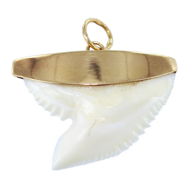 Pendentif Or Jaune Dent de Requin Tigre 