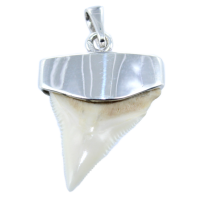 Pendentif Argent Dent de Requin Bouledogue 