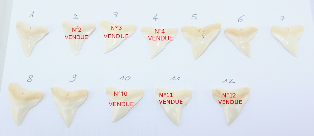 Pendentif Dent de Requin Bouledogue - Image 2 