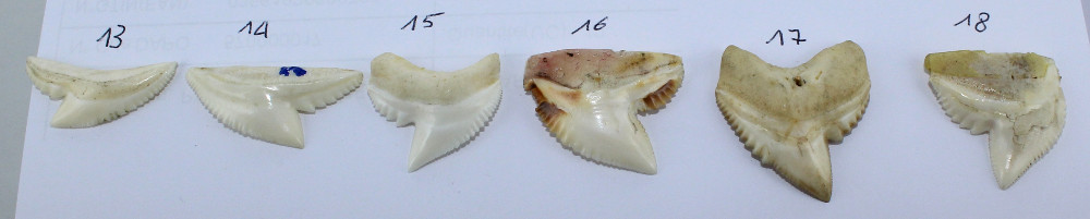 Pendentif&nbsp;Dent de Requin Tigre - Image&nbsp;2 