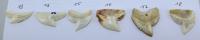 Pendentif&nbsp;Dent de Requin Tigre - Image&nbsp;2 