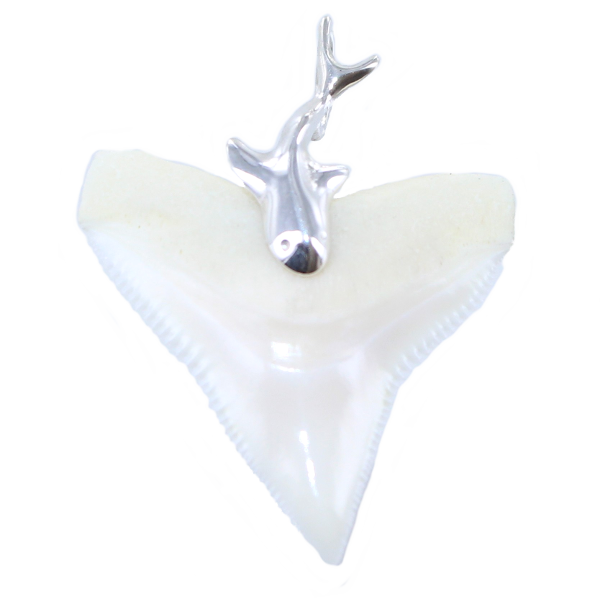 Pendentif Argent Dent Requin Tigre avec bélière requin 