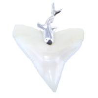 Pendentif Argent Dent Requin avec bélière requin 