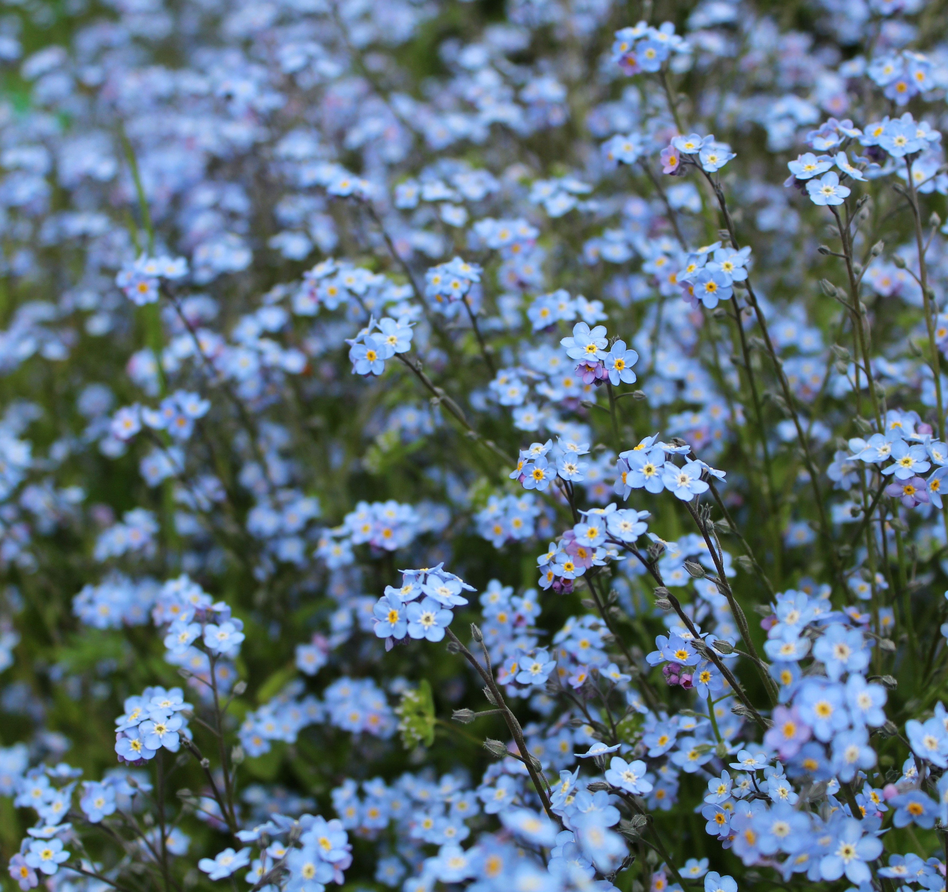 Pendentif Le Printemps - Image 3 