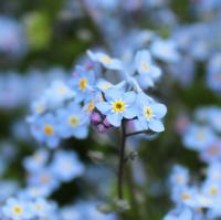 Pendentif Le Printemps - Image 5 