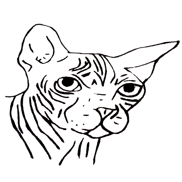dessin d'un chat sphinx